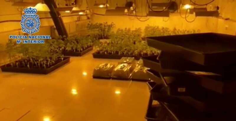 Plantación interior de marihuana/TA.